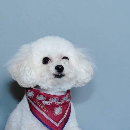 松嵜直斗が出張撮影したワンピース, 赤ちゃん・幼児服, 肉食動物が写ったスタジオ撮影の写真