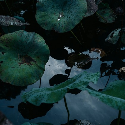 ちからが撮影した「:albumName」の写真