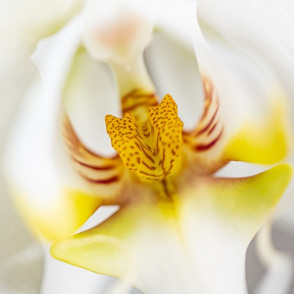 河野慈圓が撮影した商品/物撮りの写真