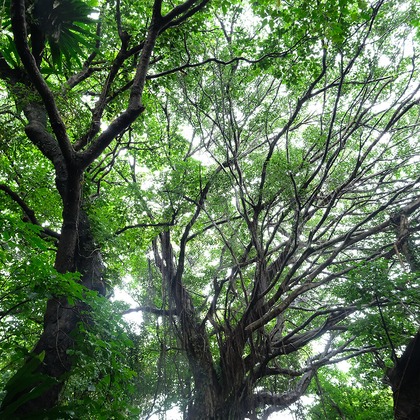 ekoが撮影した「:albumName」の写真