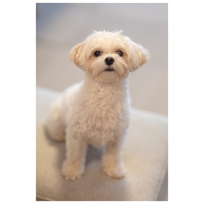 Tagano Photograph 合同会社が撮影したウェディングや家族、ビジネスの写真