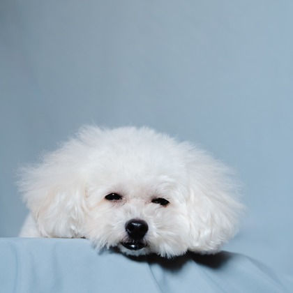松嵜直斗が出張撮影したワンピース, 赤ちゃん・幼児服, 肉食動物が写ったスタジオ撮影の写真