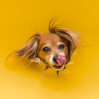 猫田晃広が撮影したその他の写真