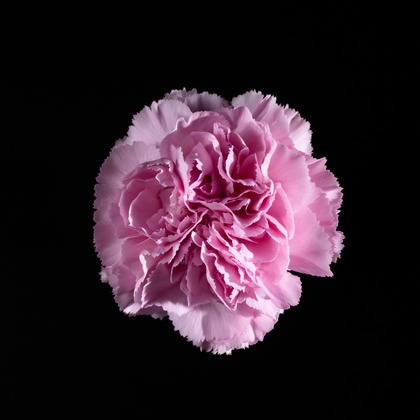 Hiroki Nakane Photographyが撮影した料理撮影/商品/物撮りの写真