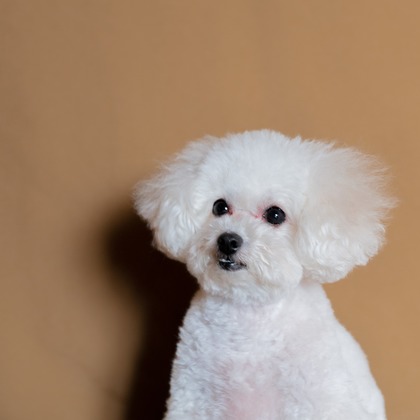 松嵜直斗が出張撮影したワンピース, 赤ちゃん・幼児服, 肉食動物が写ったスタジオ撮影の写真