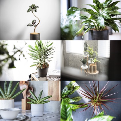 吉田寿仁が撮影した「:albumName」の写真