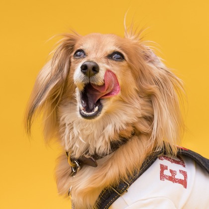 猫田晃広が撮影したその他の写真