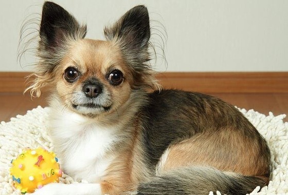 踊るカメラマンAKIRA