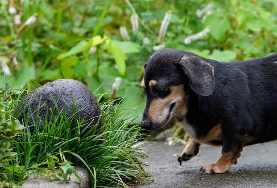 西野耀史 (写真事務所かがやき)