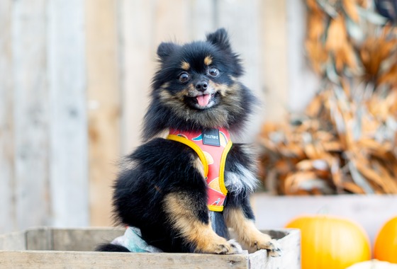 フォトグラフ山王