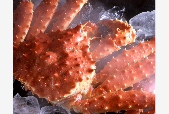 写真事務所ポートフォリオ