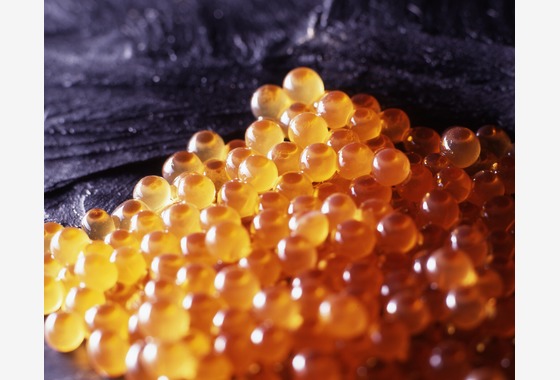 写真事務所ポートフォリオ