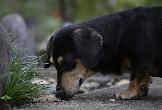 西野耀史 (写真事務所かがやき)