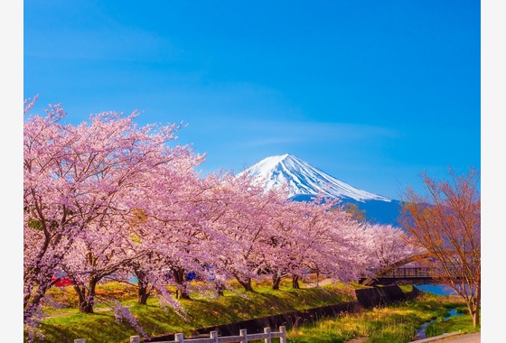 レオン・スナップサービス