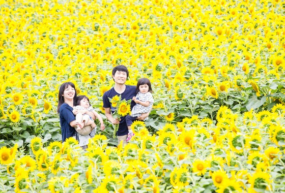 Field of the sun.creative