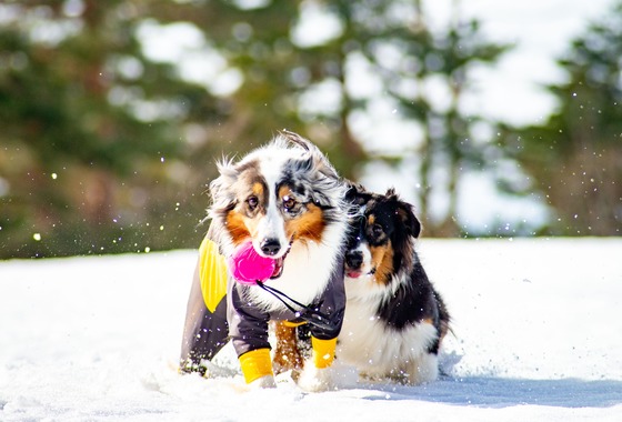 スマイルチューン