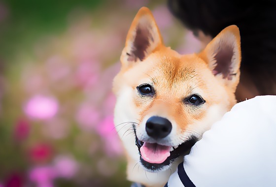 代表　安保　直紀