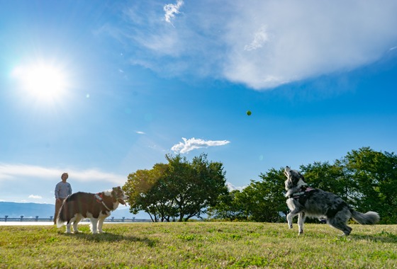 フォトグラフ山王