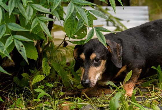 西野耀史 (写真事務所かがやき)