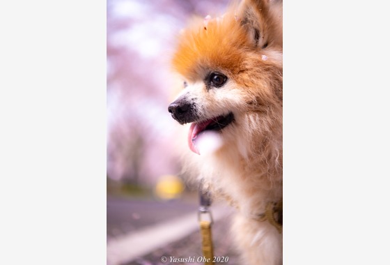 写真屋ごんちゃん