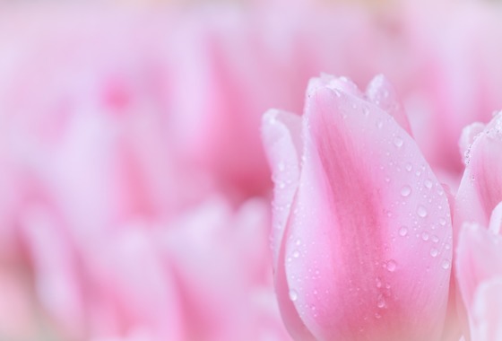 今井広樹/スタジオプランタン/日本写真家協会 会員