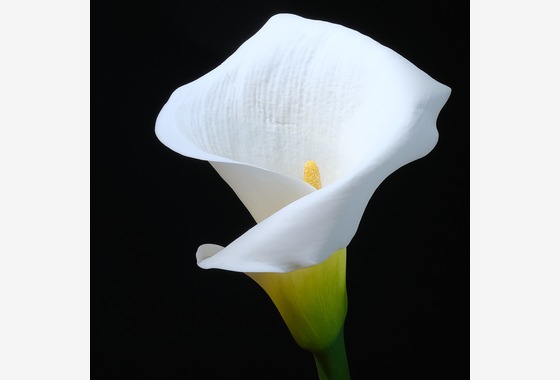 株式会社 See Hope