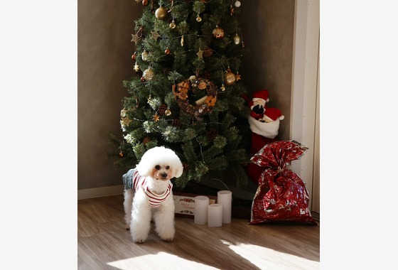 株式会社Photo Lucky