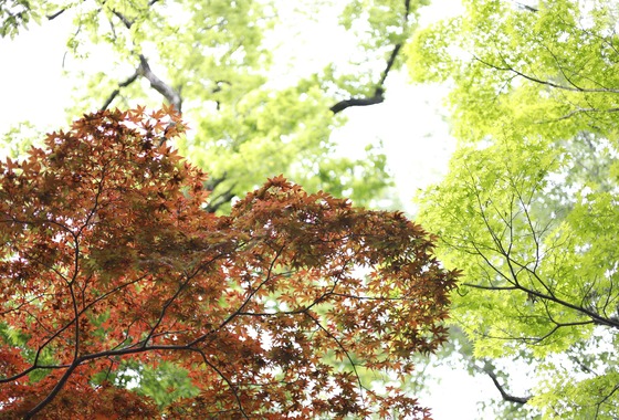 ブイ・シー・エス　アーガシア