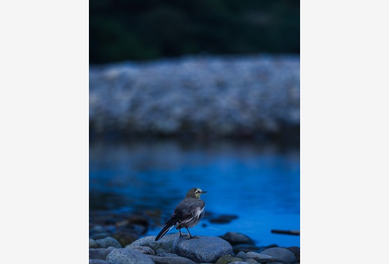 イレイモンケニー