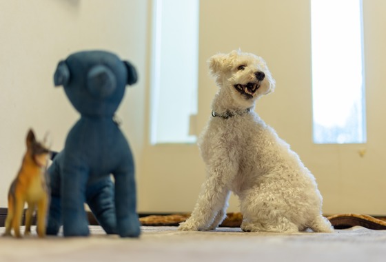 フォトグラフ山王