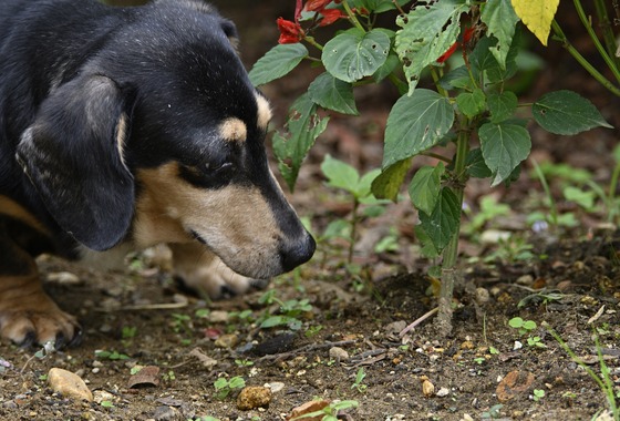 西野耀史 (写真事務所かがやき)