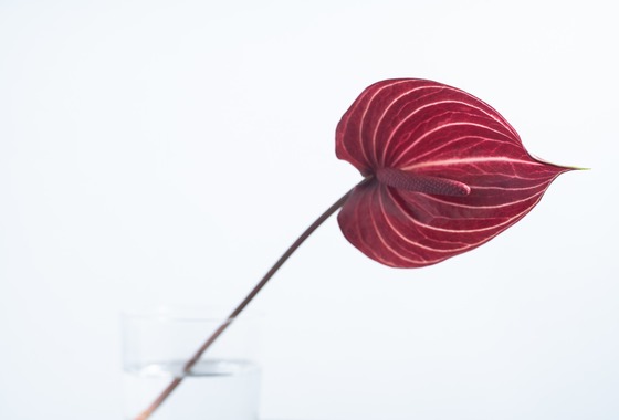 Nakamura Photo Works